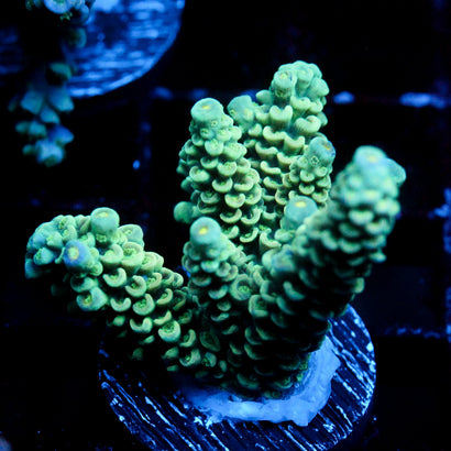 JC Green Zing
