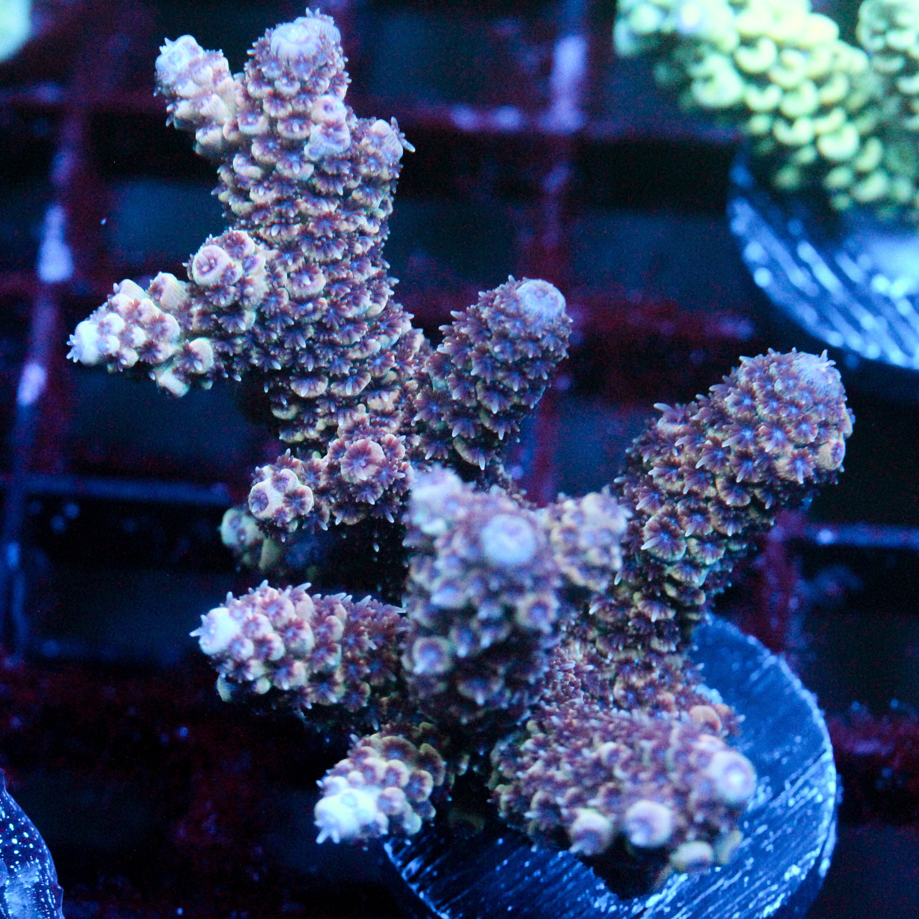 JC Grape Rush