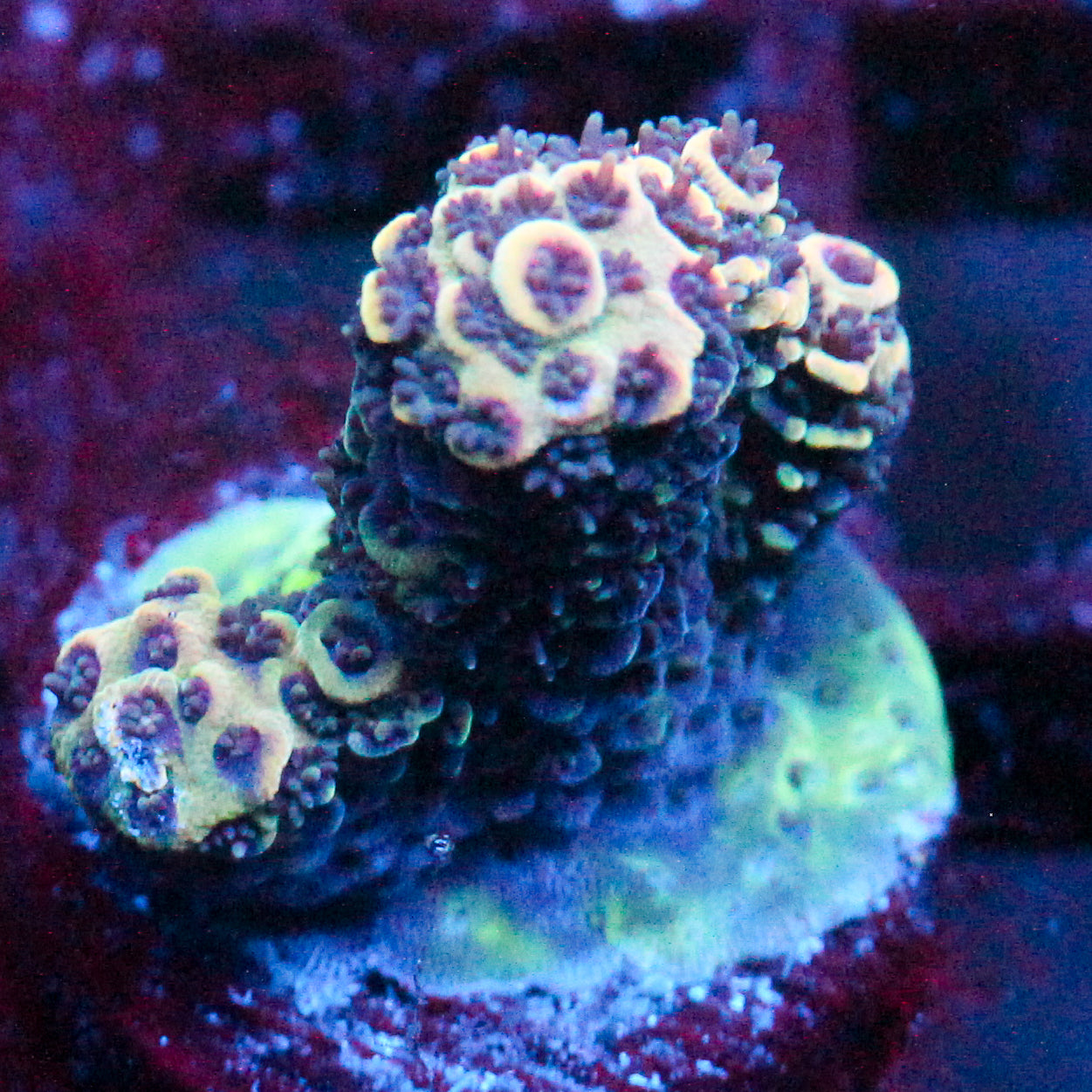 JC Rainbow Pineapple