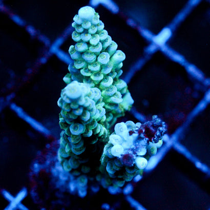 JC Taiga Biome