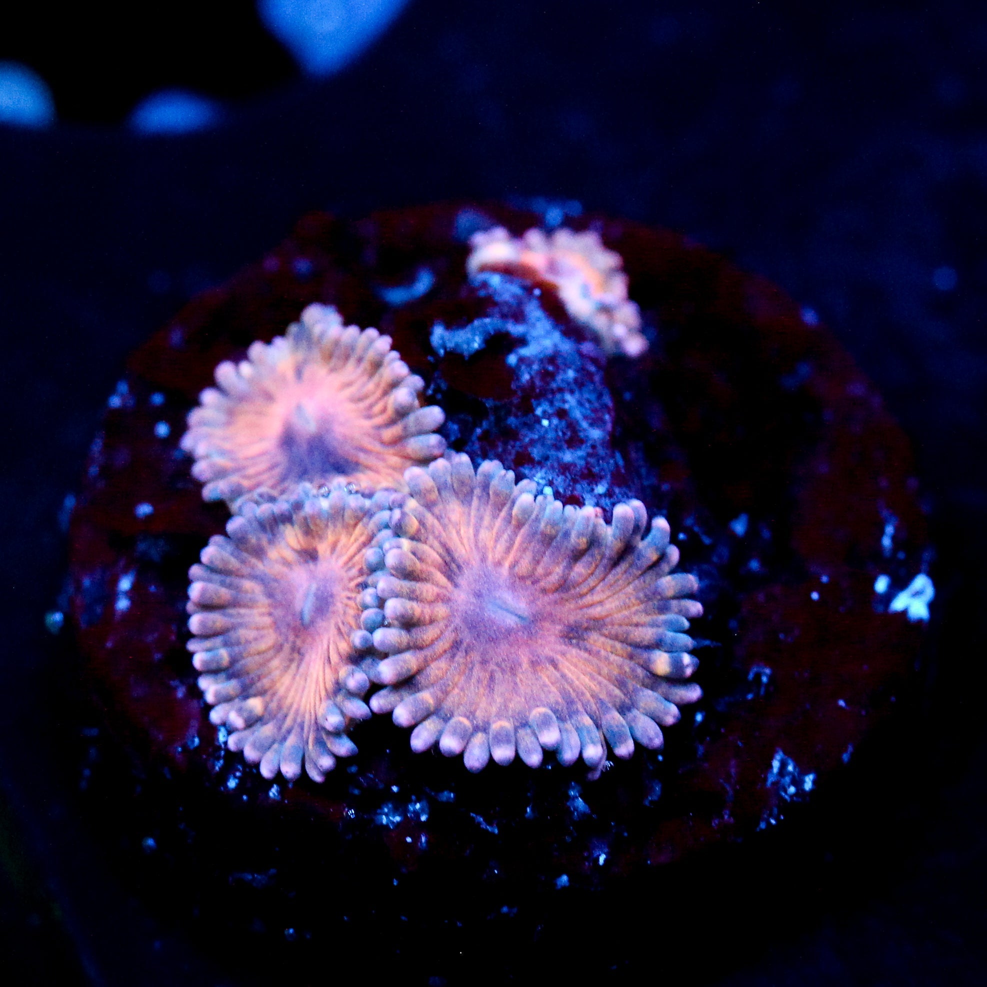 JC Amber Bliss Zoanthid