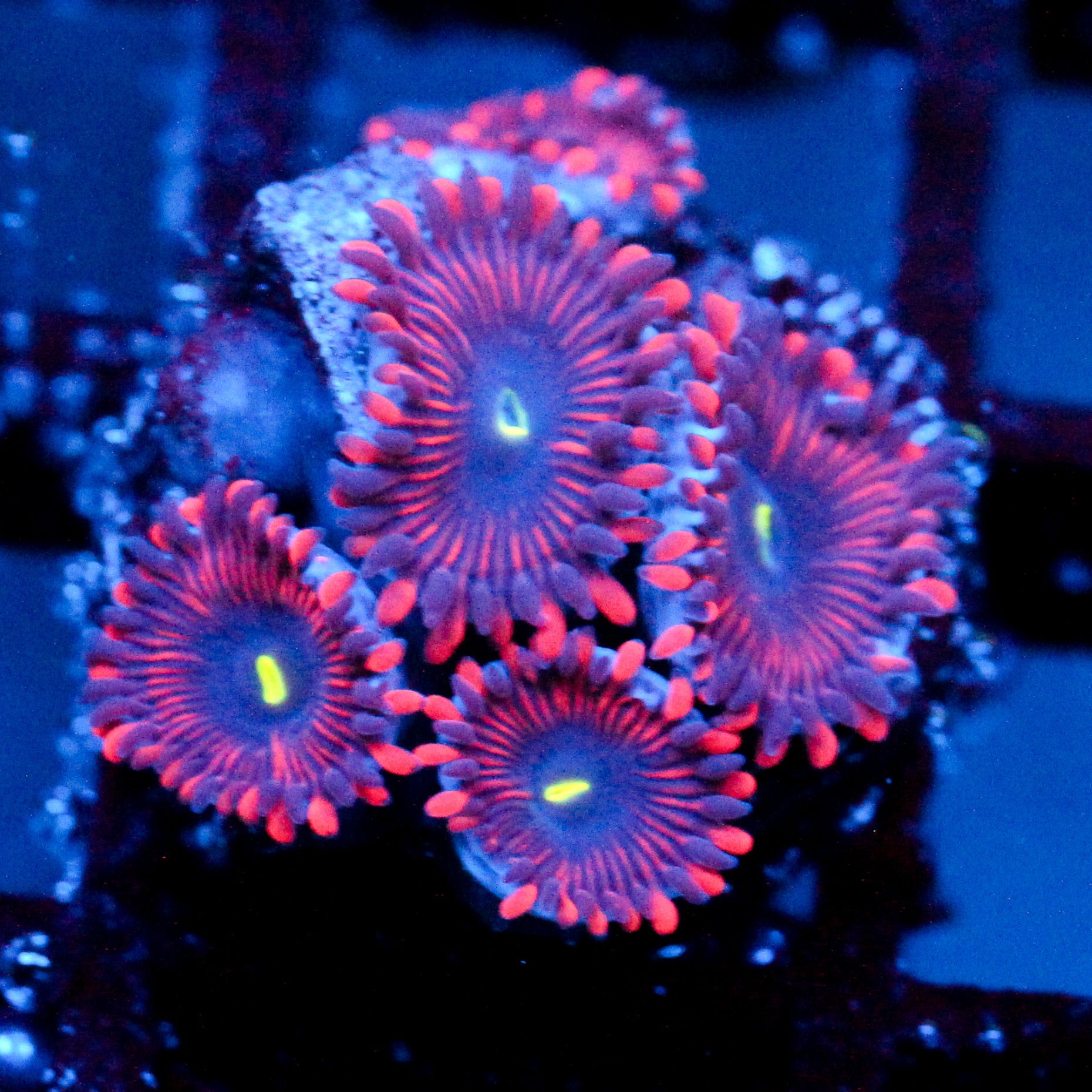 JC Purple People Eater Zoanthid