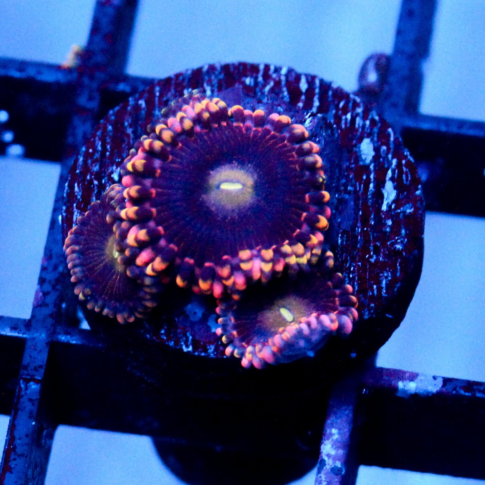JC Bozos Birthday Zoanthid