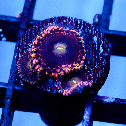 JC Bozos Birthday Zoanthid