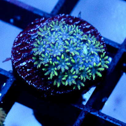 JC Sympodium Coral