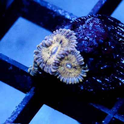 JC Blue Seam Zoanthid