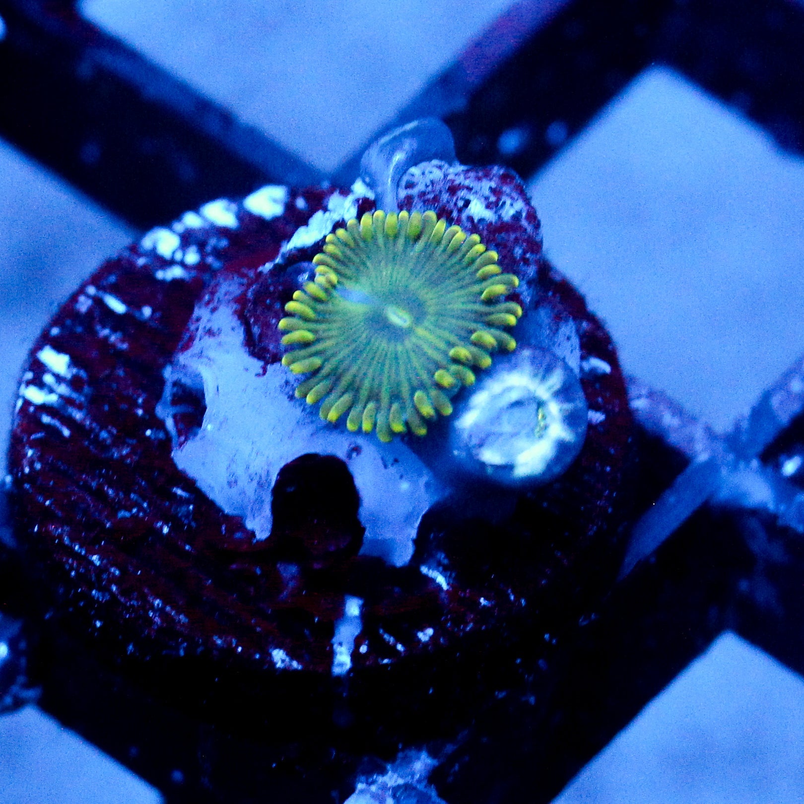 JC Lady Liberty Zoanthid