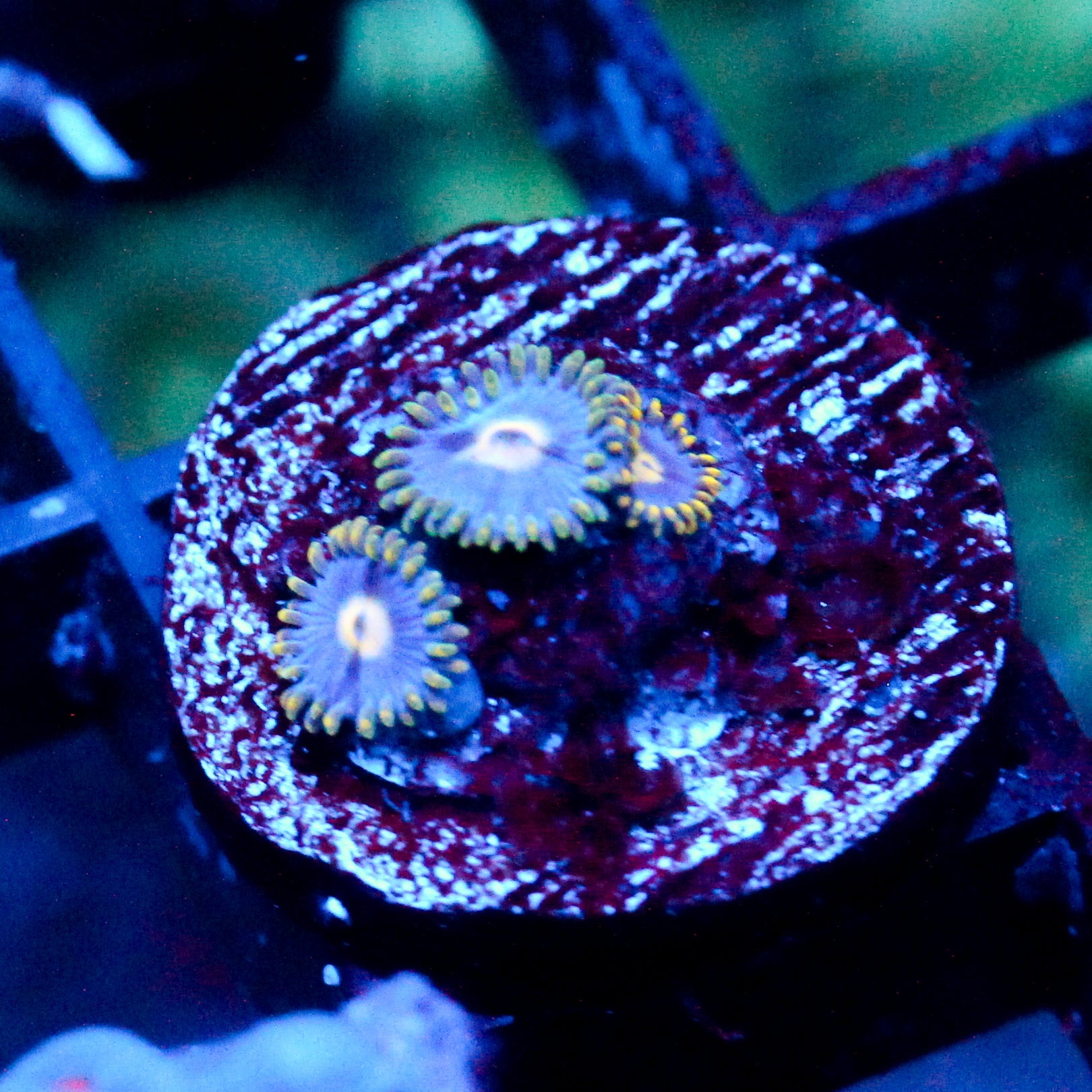 JC Gold Burst Zoanthid