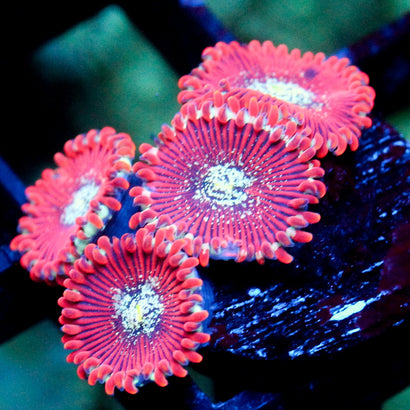 JC Magician's Zoanthid