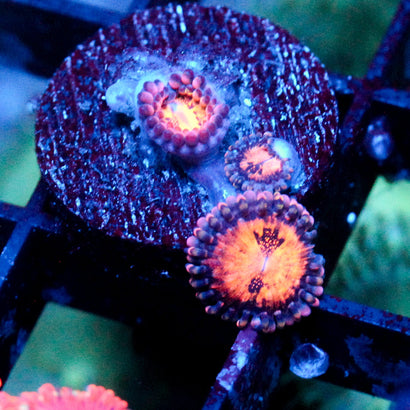 JC Speckled Kraze Zoanthid