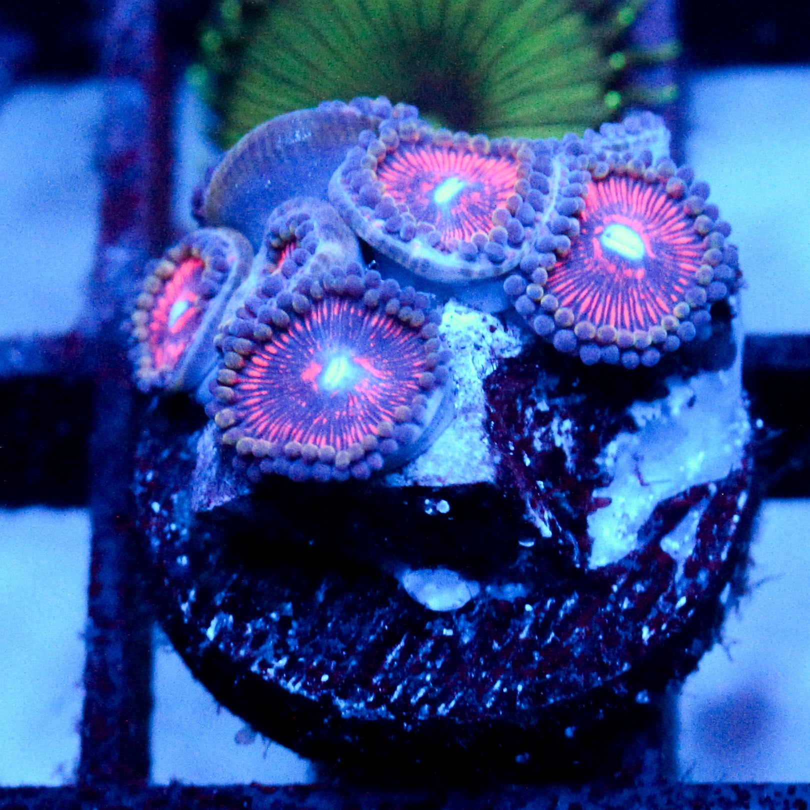 JC Sith Zoanthid