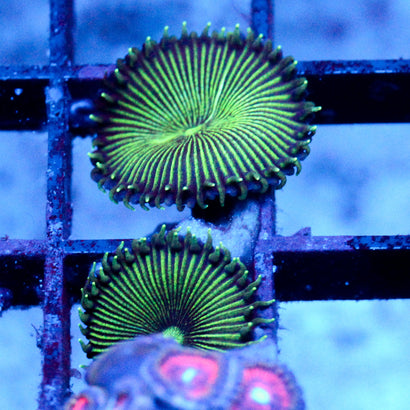 JC Green Death Palythoa