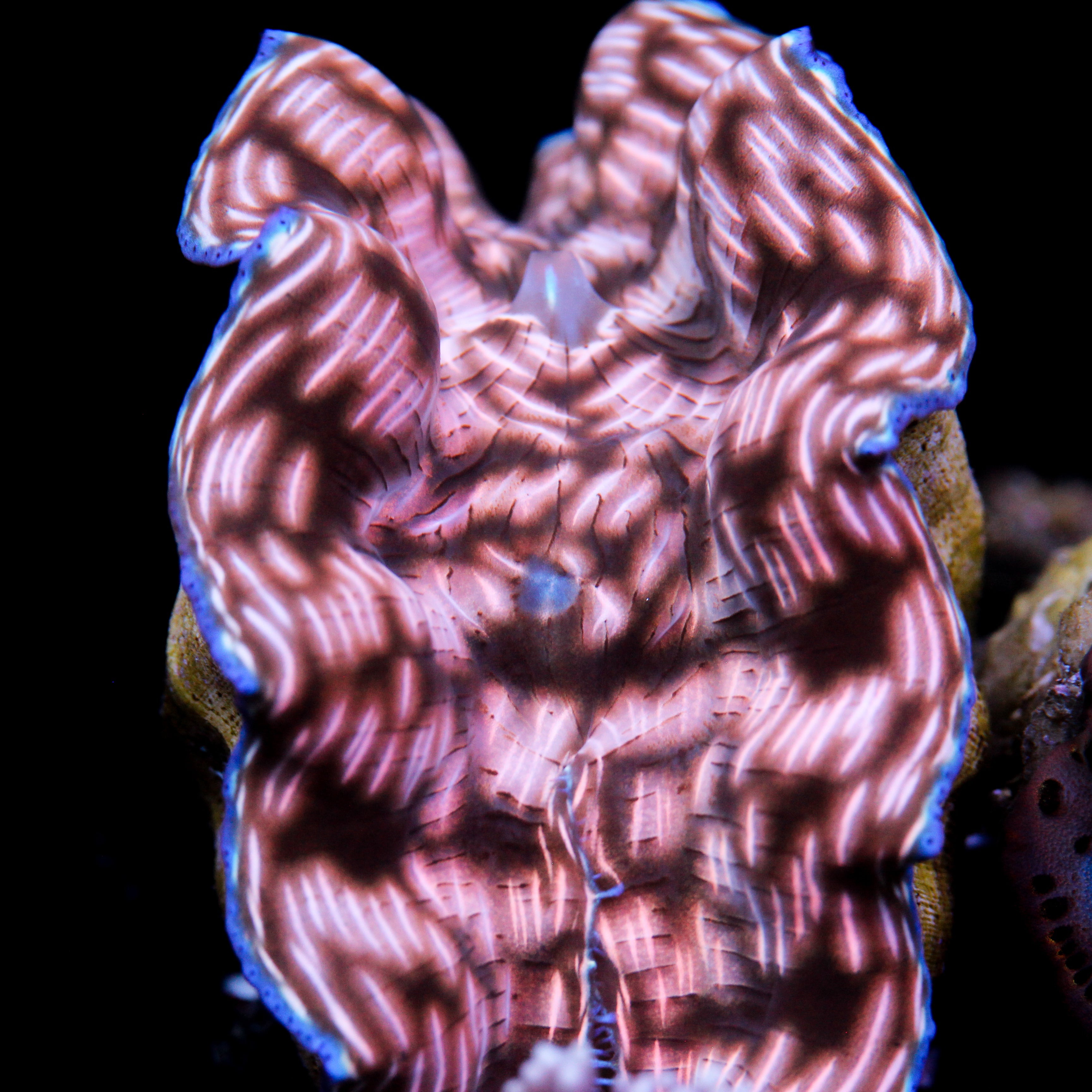 Camo Derasa Aquacultured