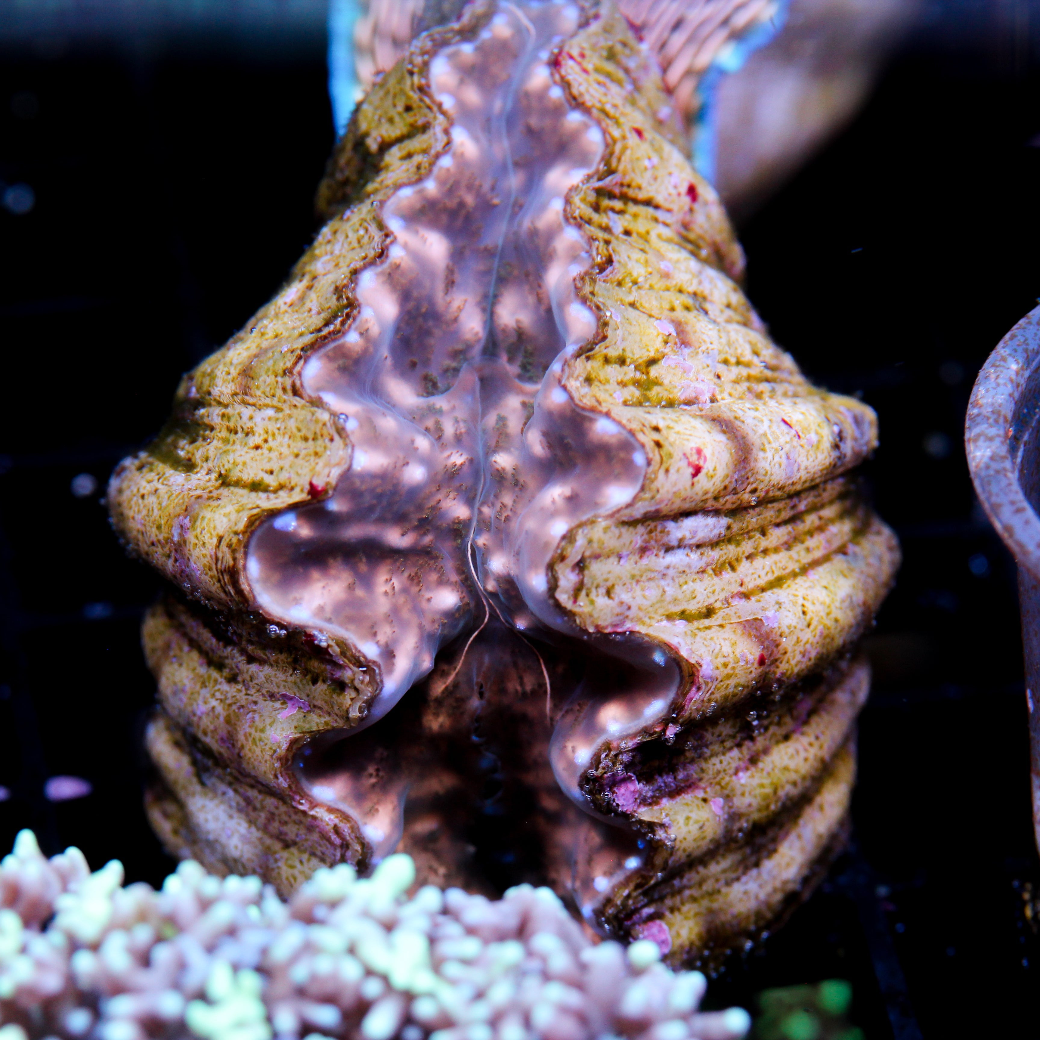 Hippopus Clam Aquacultured