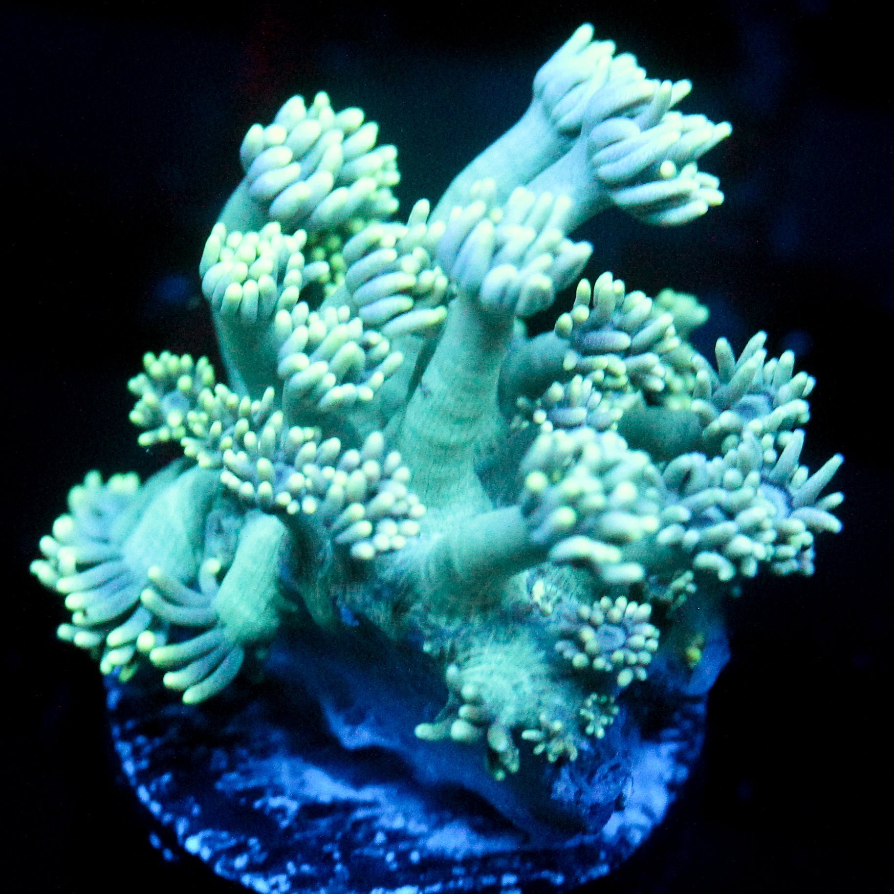 JC Spearmint Goni