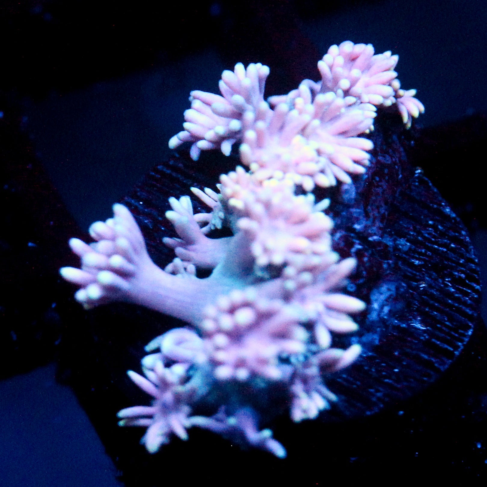 JC Pink Petals Goni