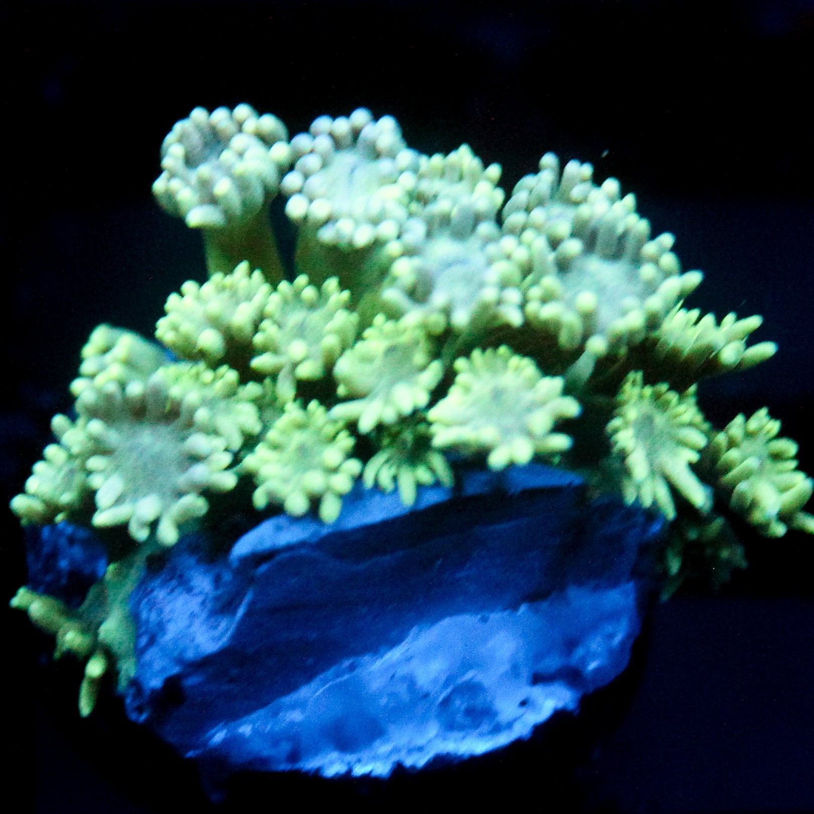 JC Seafoam Goni