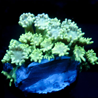 JC Seafoam Goni