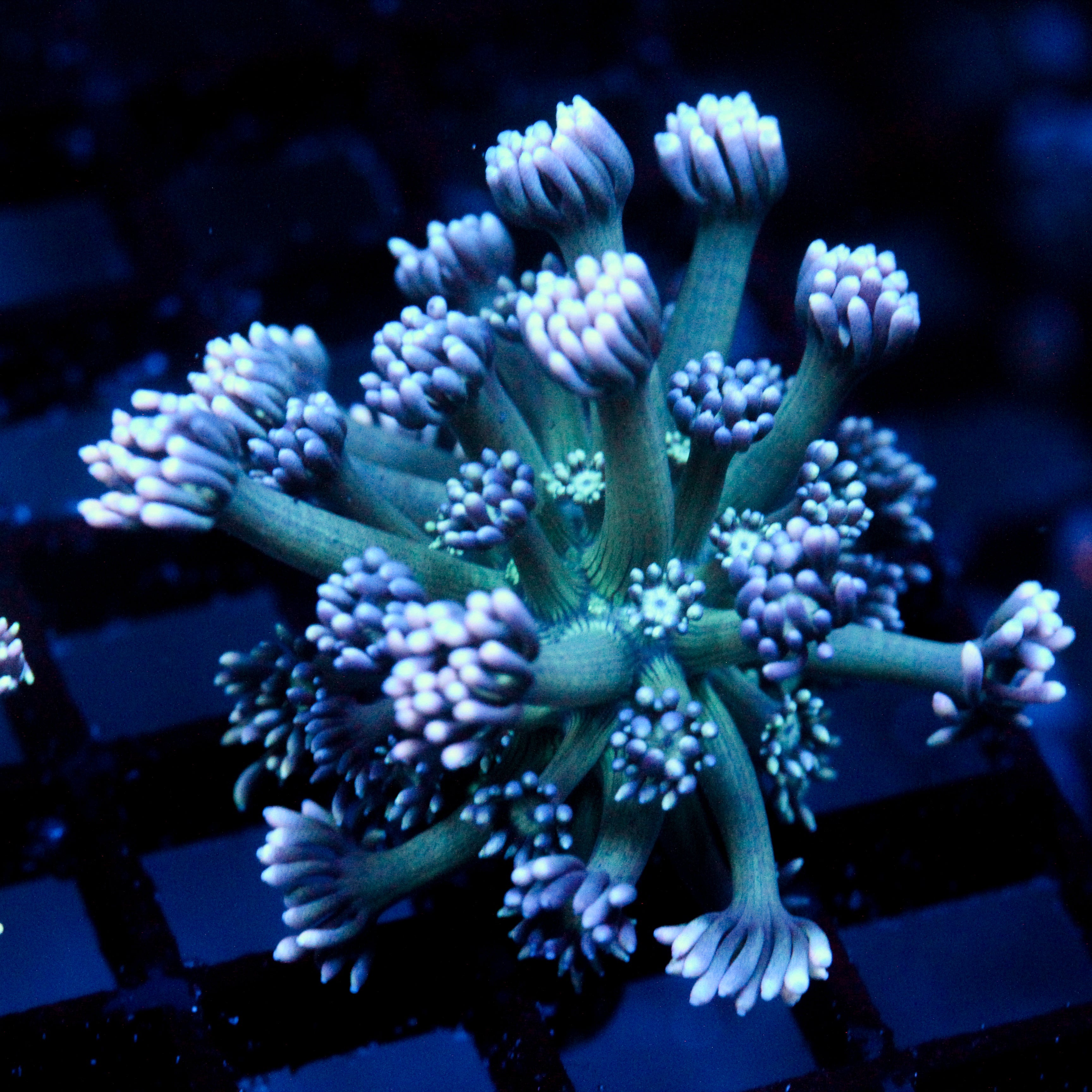 JC Deep Abyss Goni