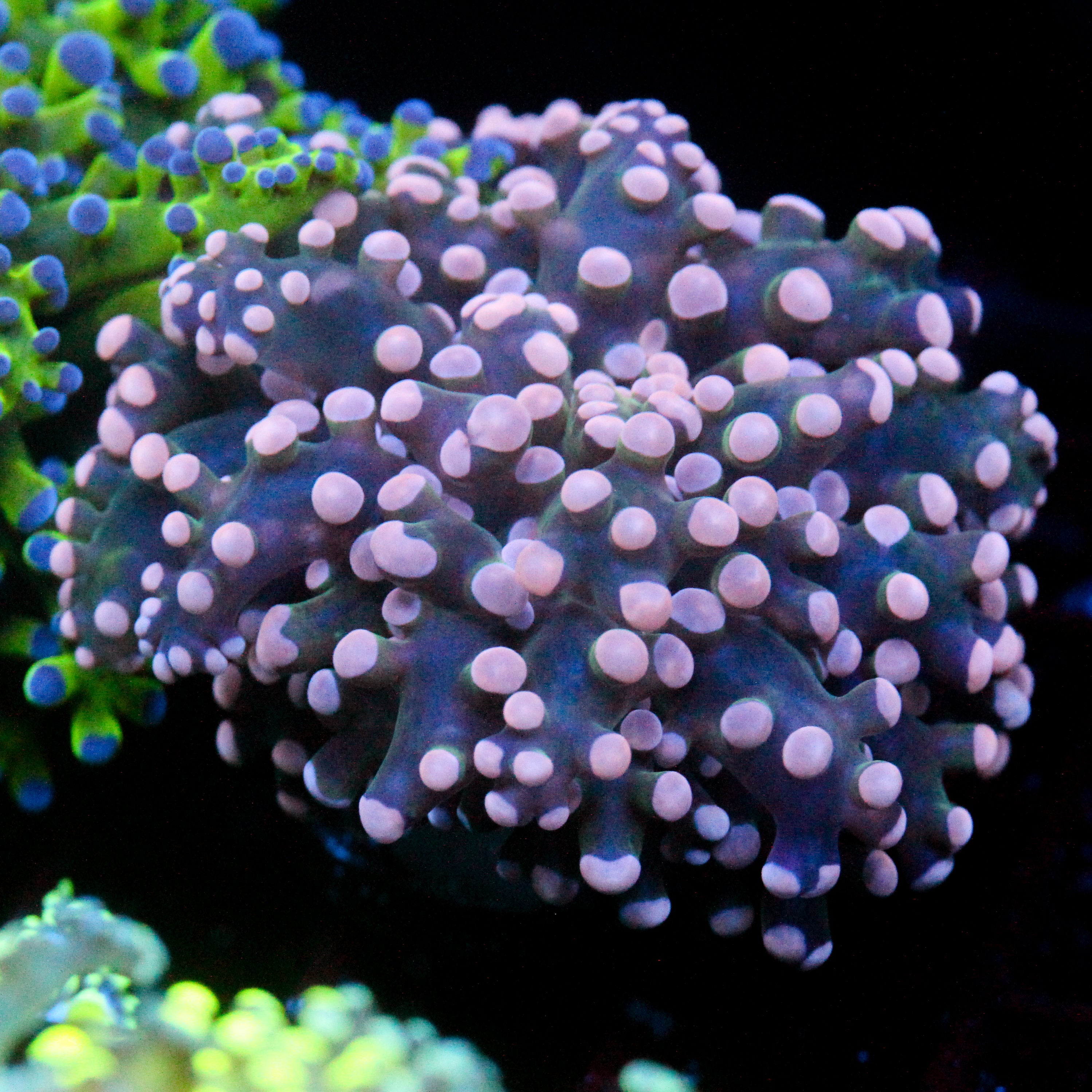 JC Pink Tip Octo