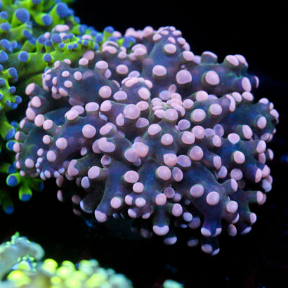 JC Pink Tip Octo