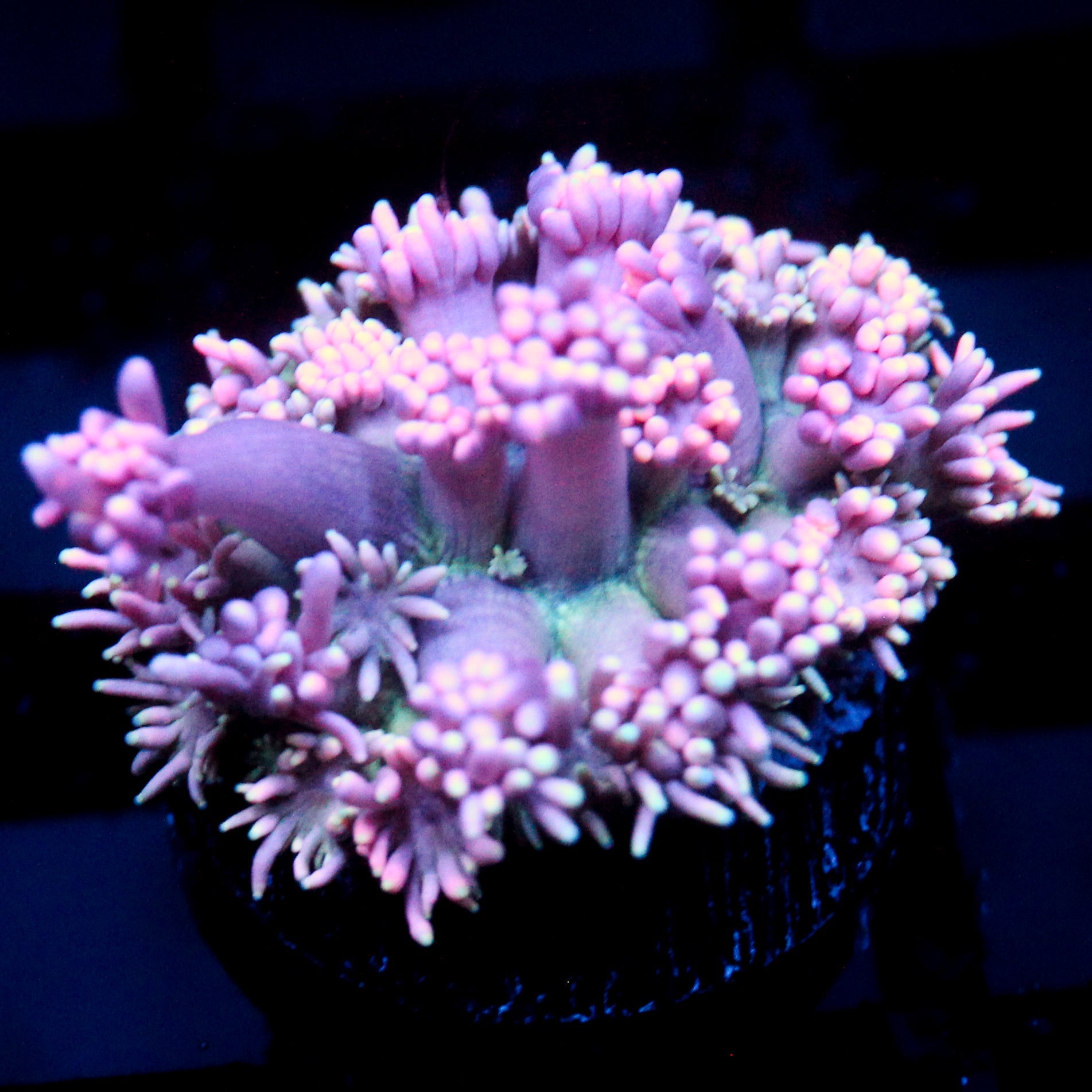JC Lavender Mystery Goni