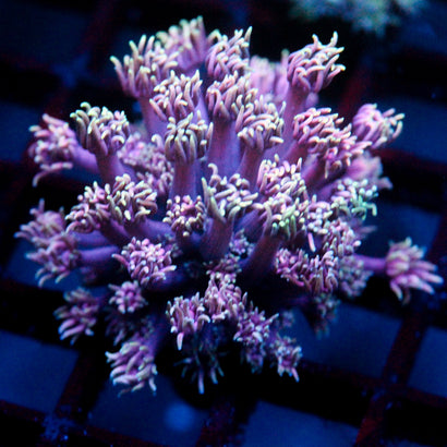 JC Aurora Goni