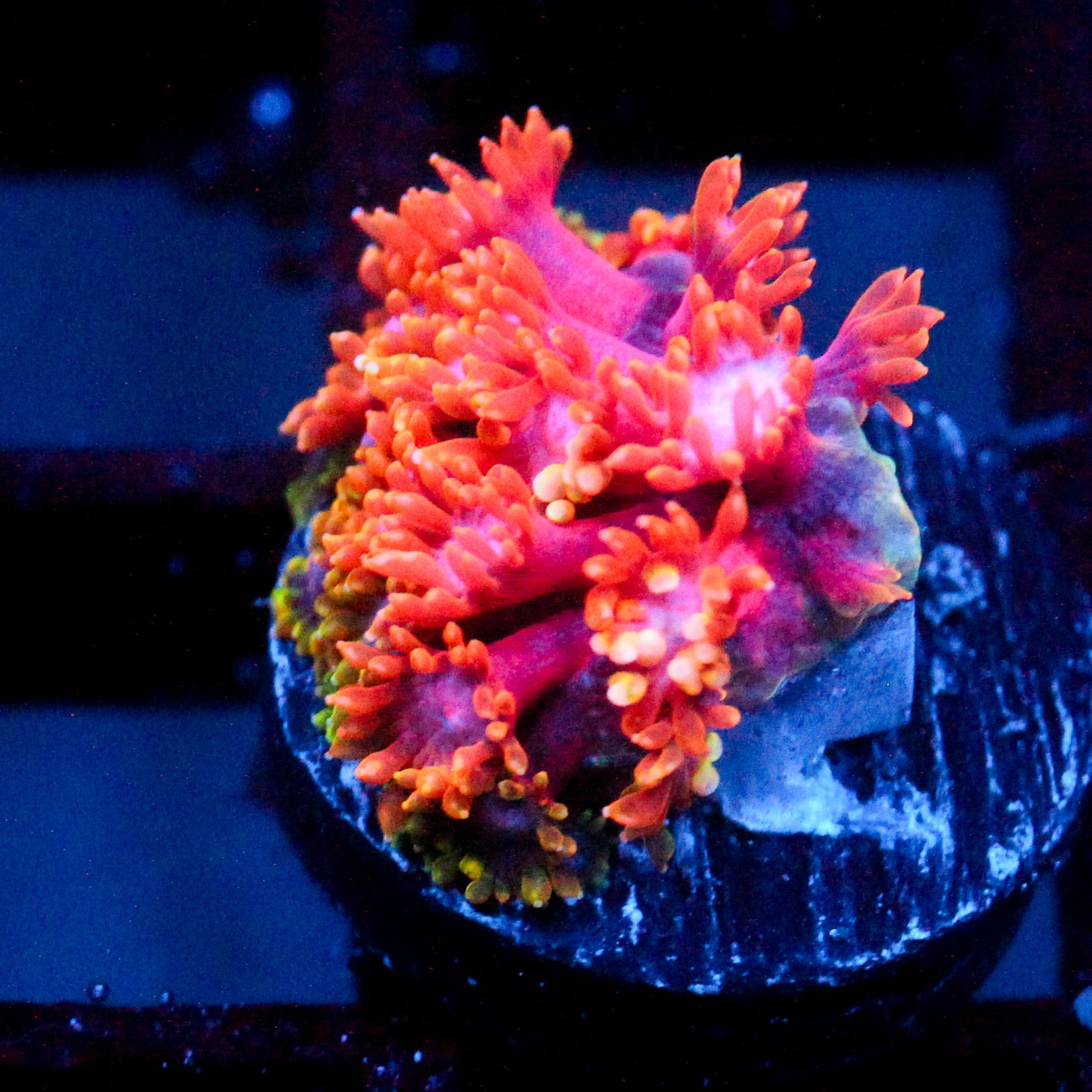 WWC Kaleidescope Bernardpora