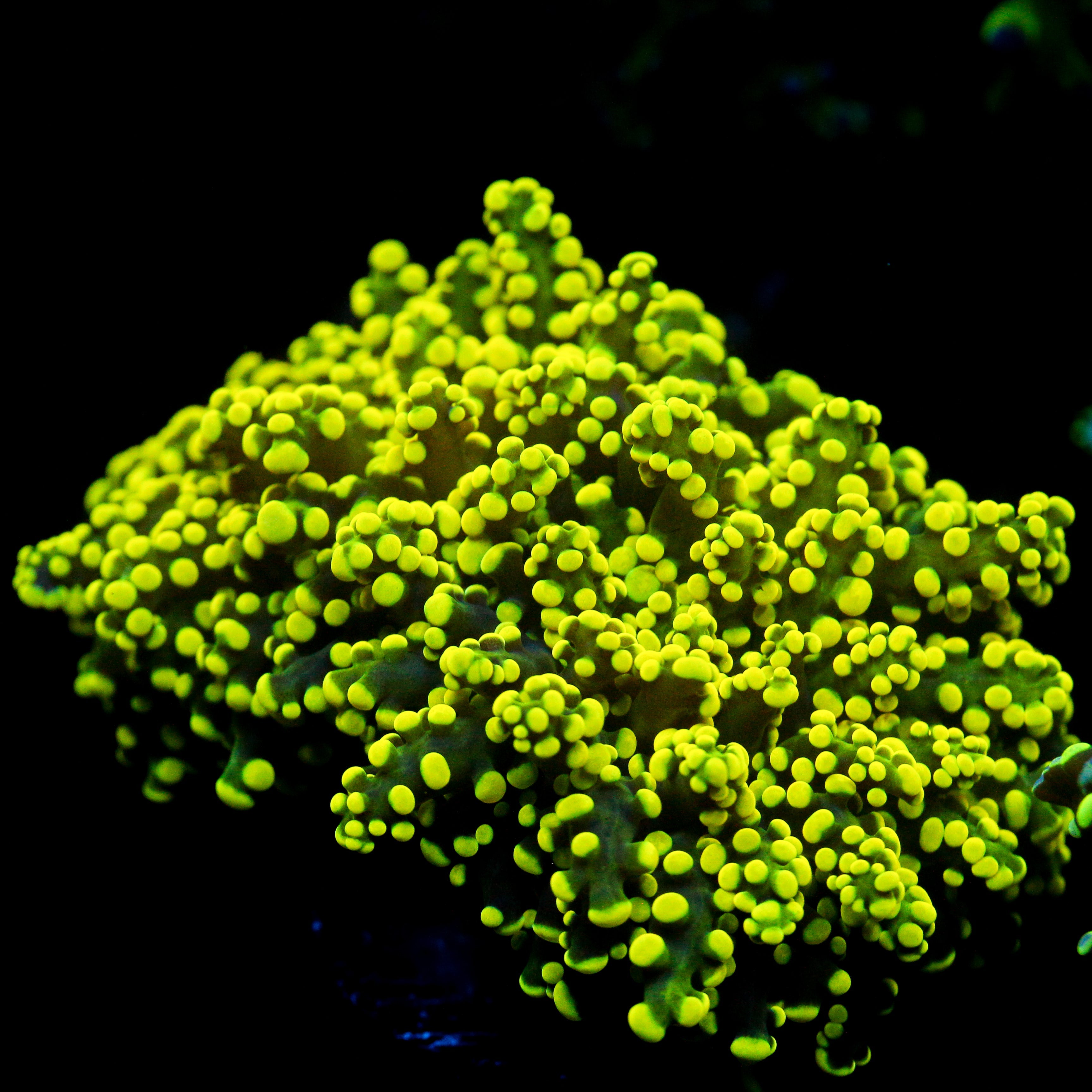 JC Neon Green Octo