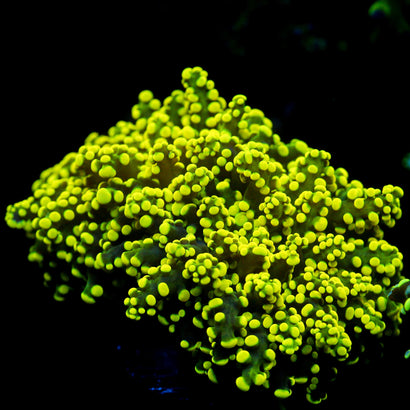 JC Neon Green Octo