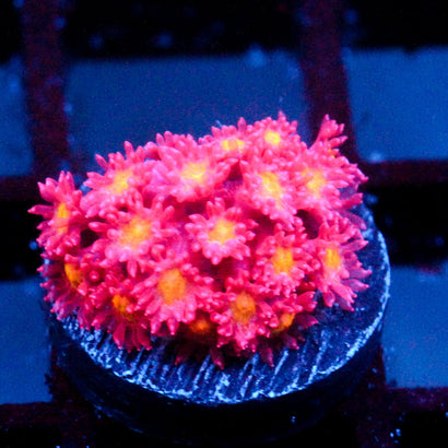 WWC Froot Loopz Bernardpora