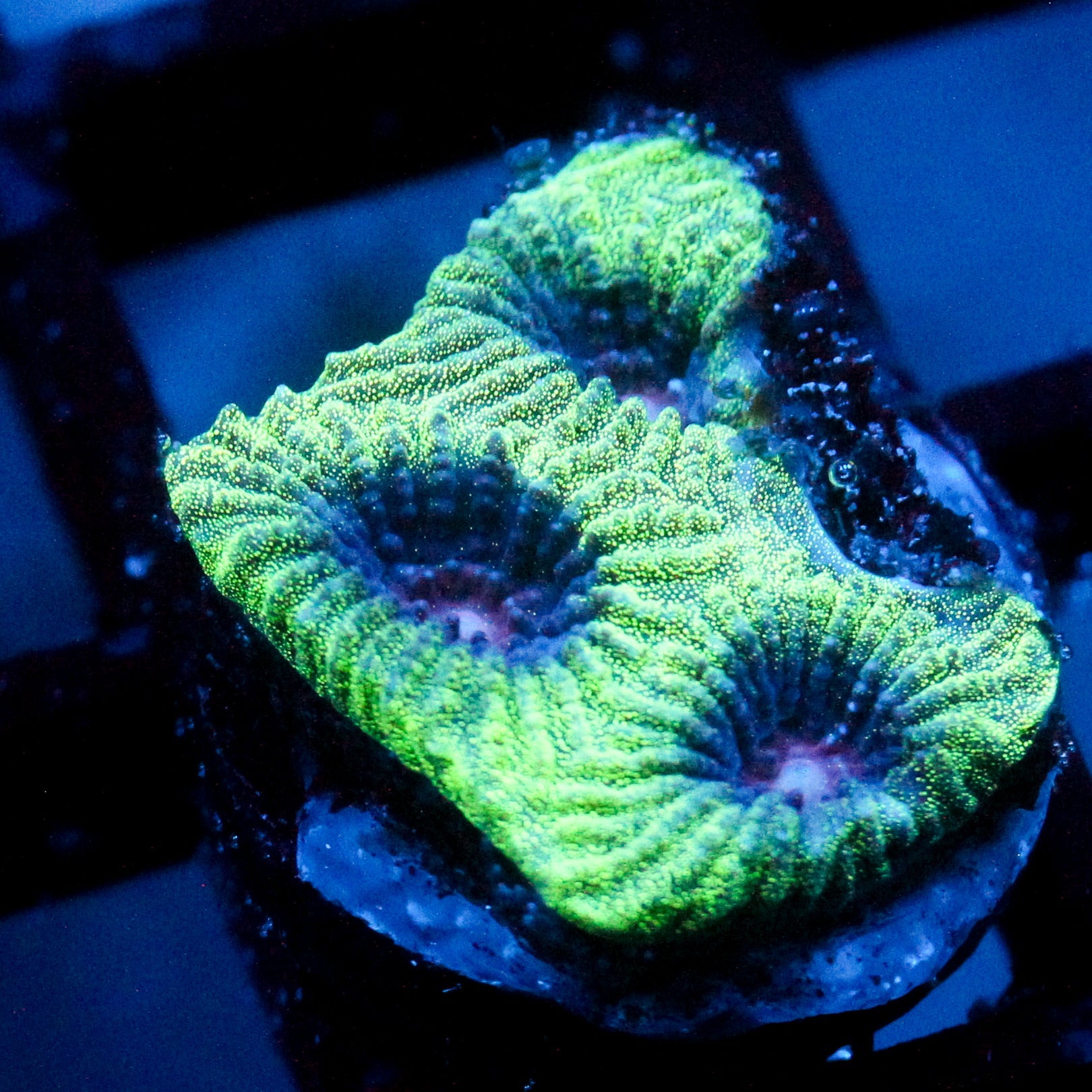 JC Demon Core Favia