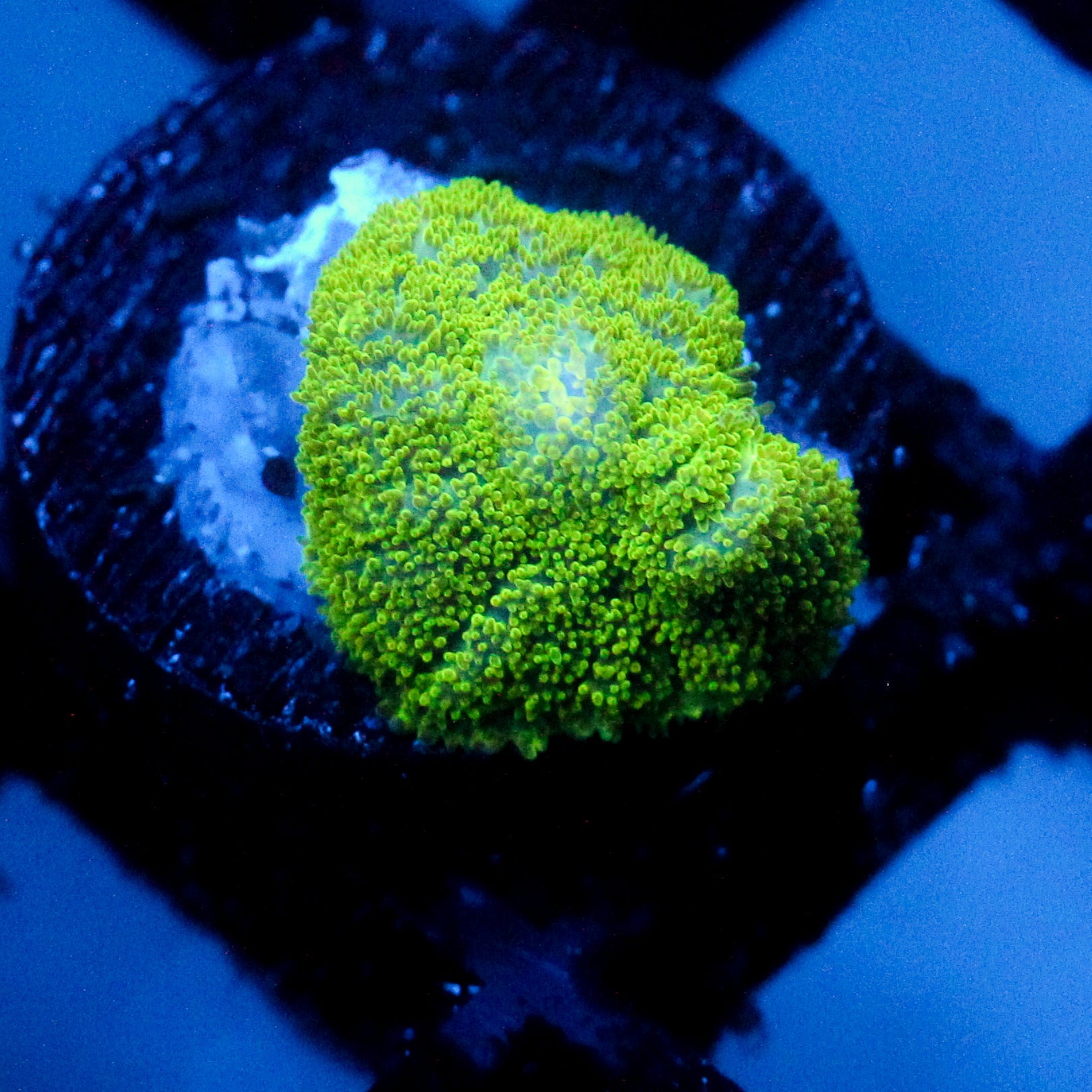 JC Neon Green Rhodactis Mushroom