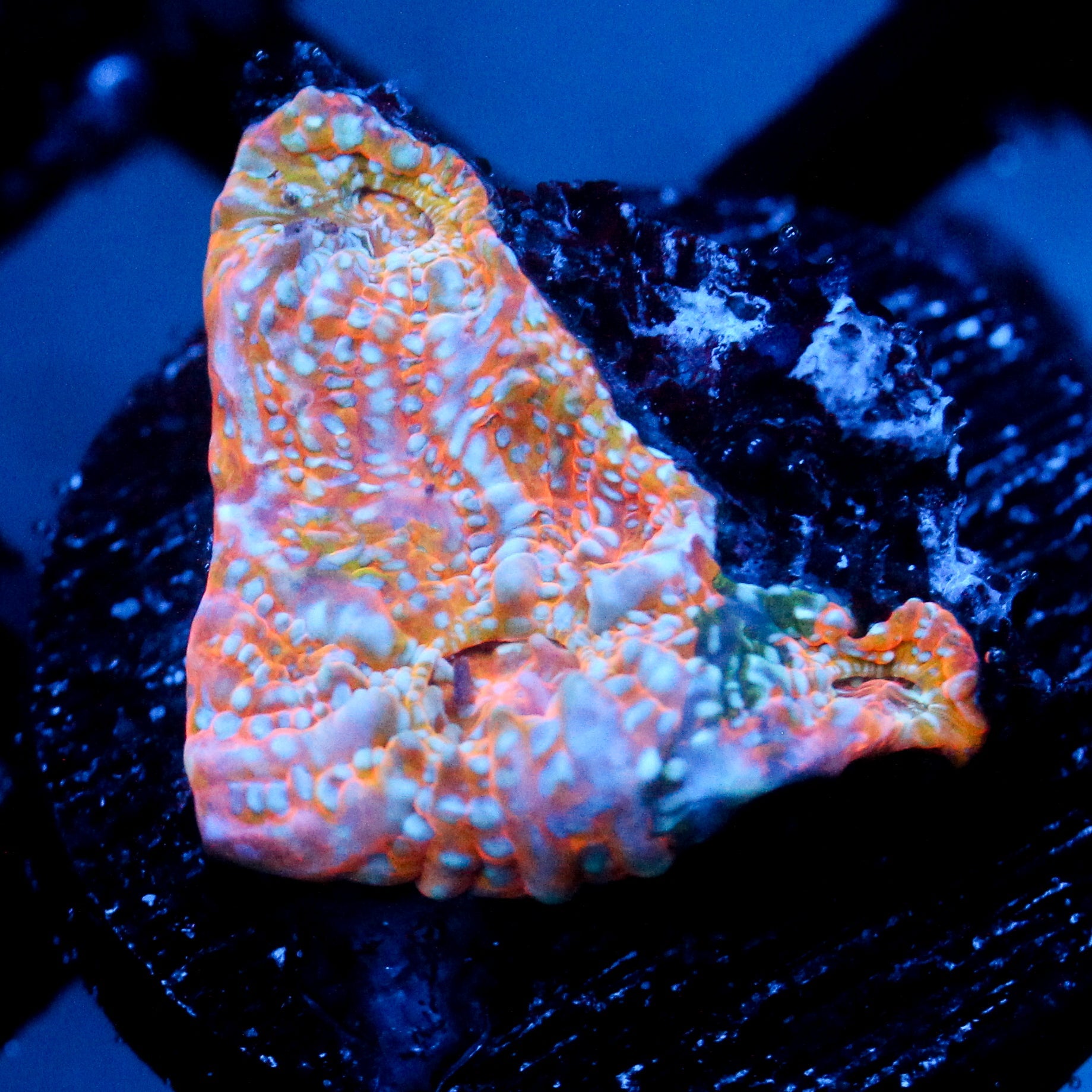 JC Pythons Breath Chalice