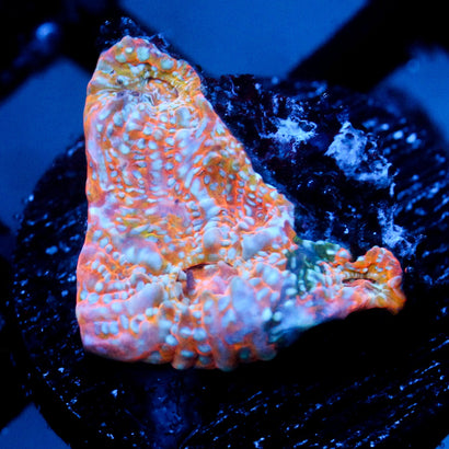 JC Pythons Breath Chalice