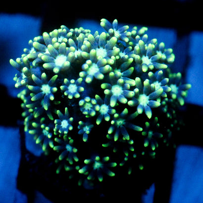 JC Star Polyp