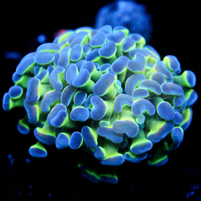 JC Hologram Hammer