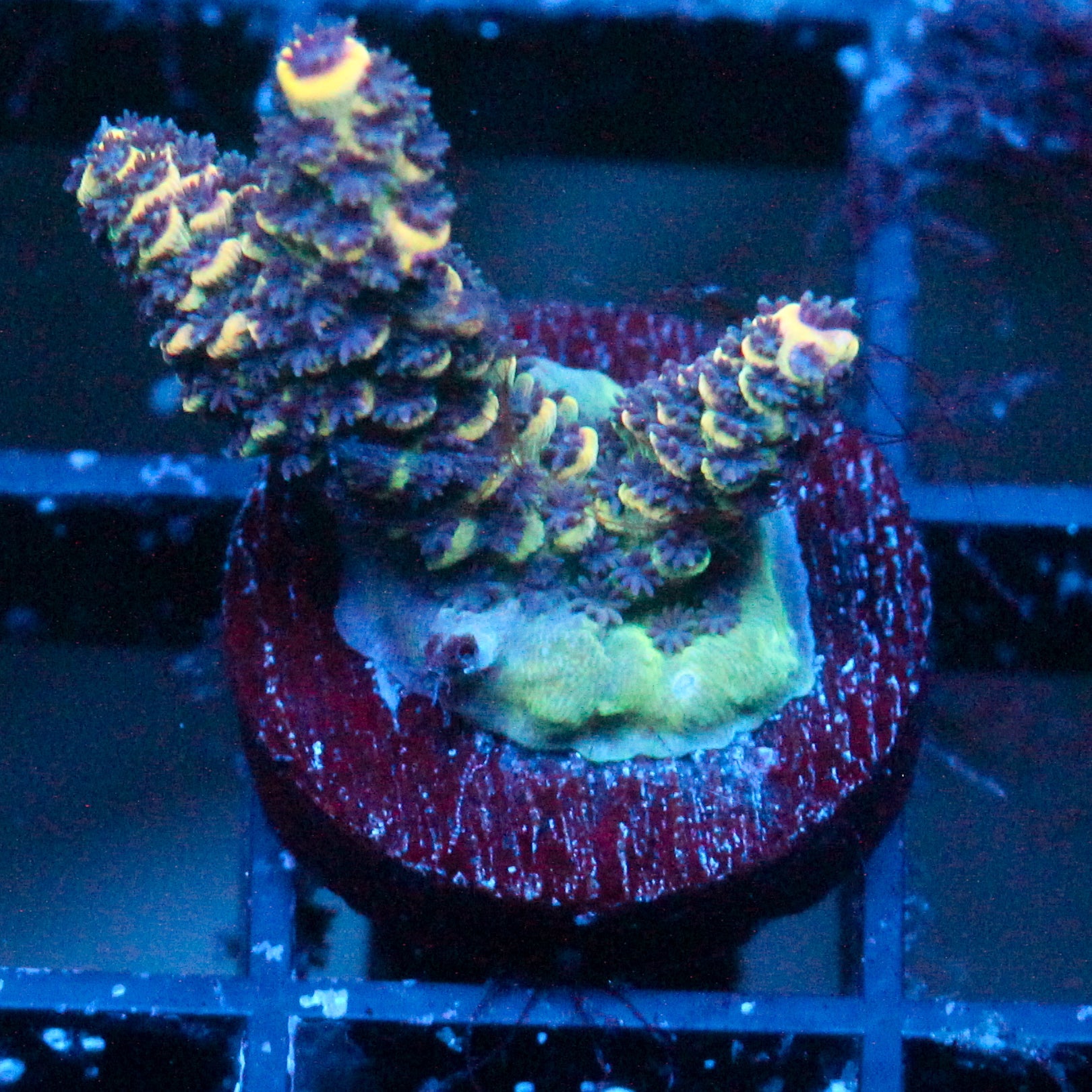 JC Rainbow Pineapple Torch
