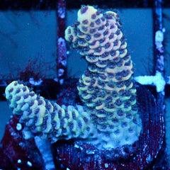 shopify auction