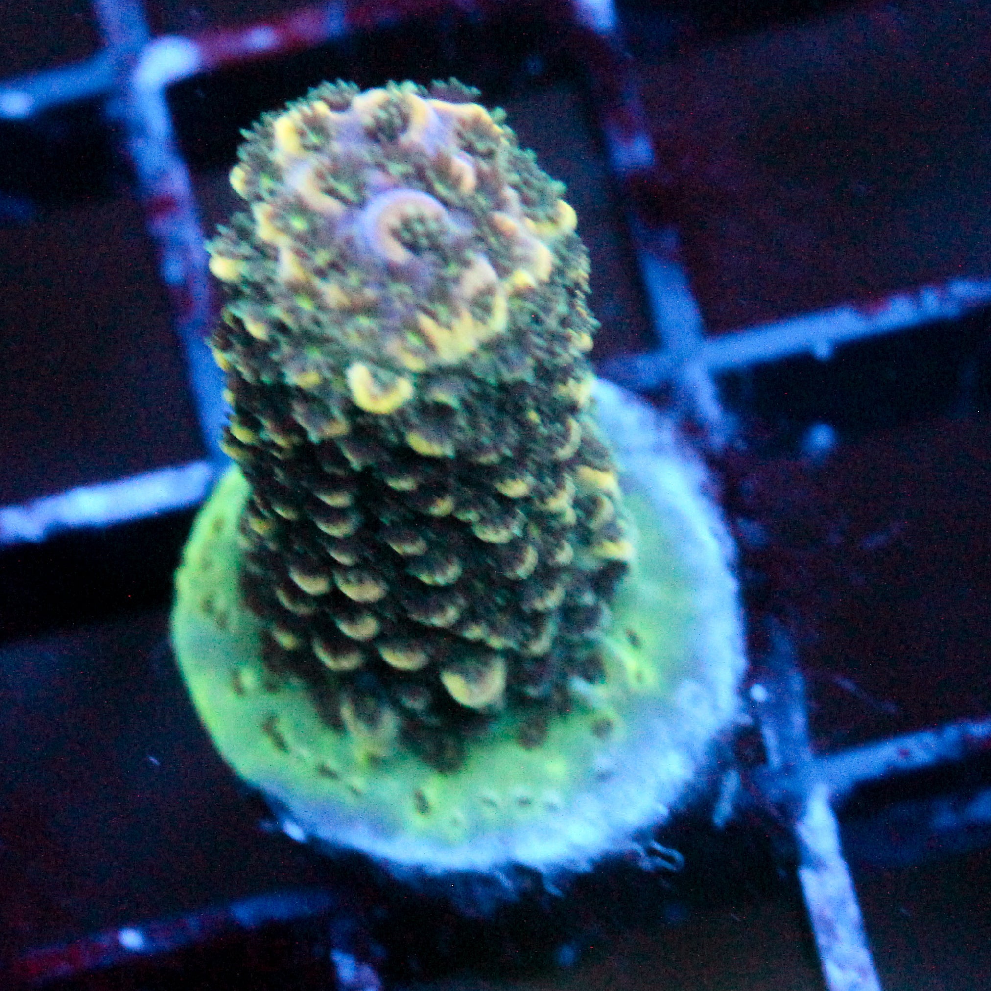 JC Suaguar Cactus