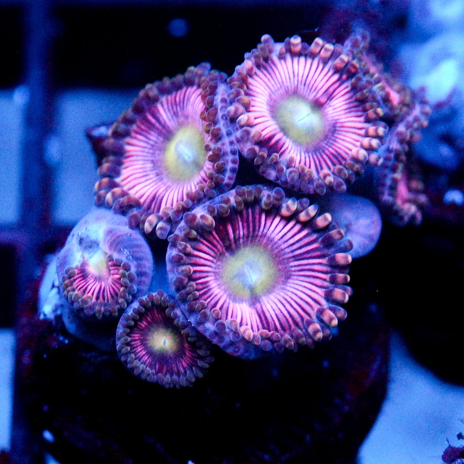 JC Sour Starburst Zoanthid