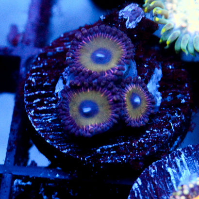 JC Candyman Zoanthid
