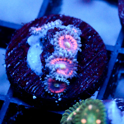 JC Armageddon Zoanthid