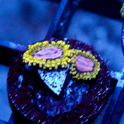 JC Purple Monster Zoanthid