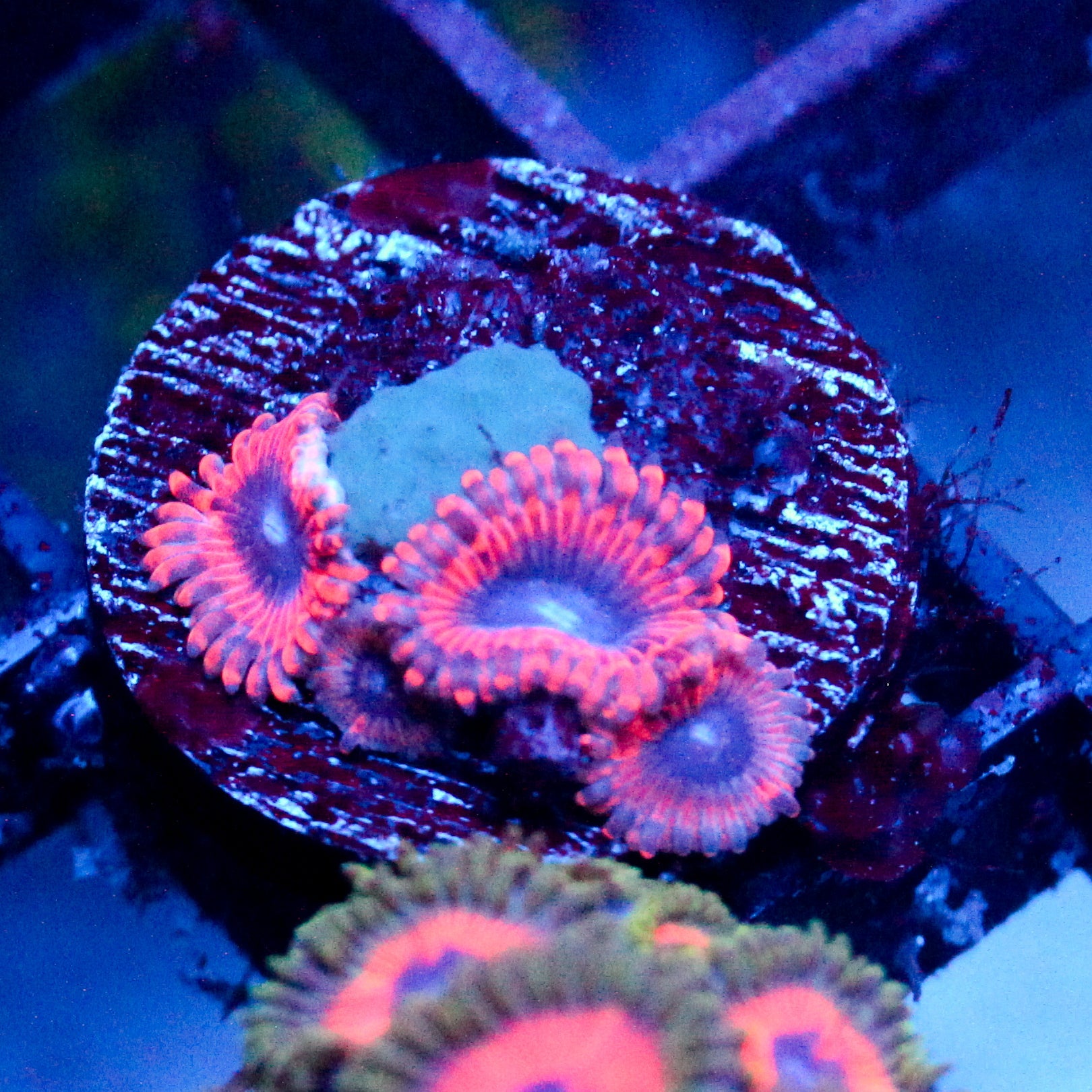 JC Typhloshion Zoanthid