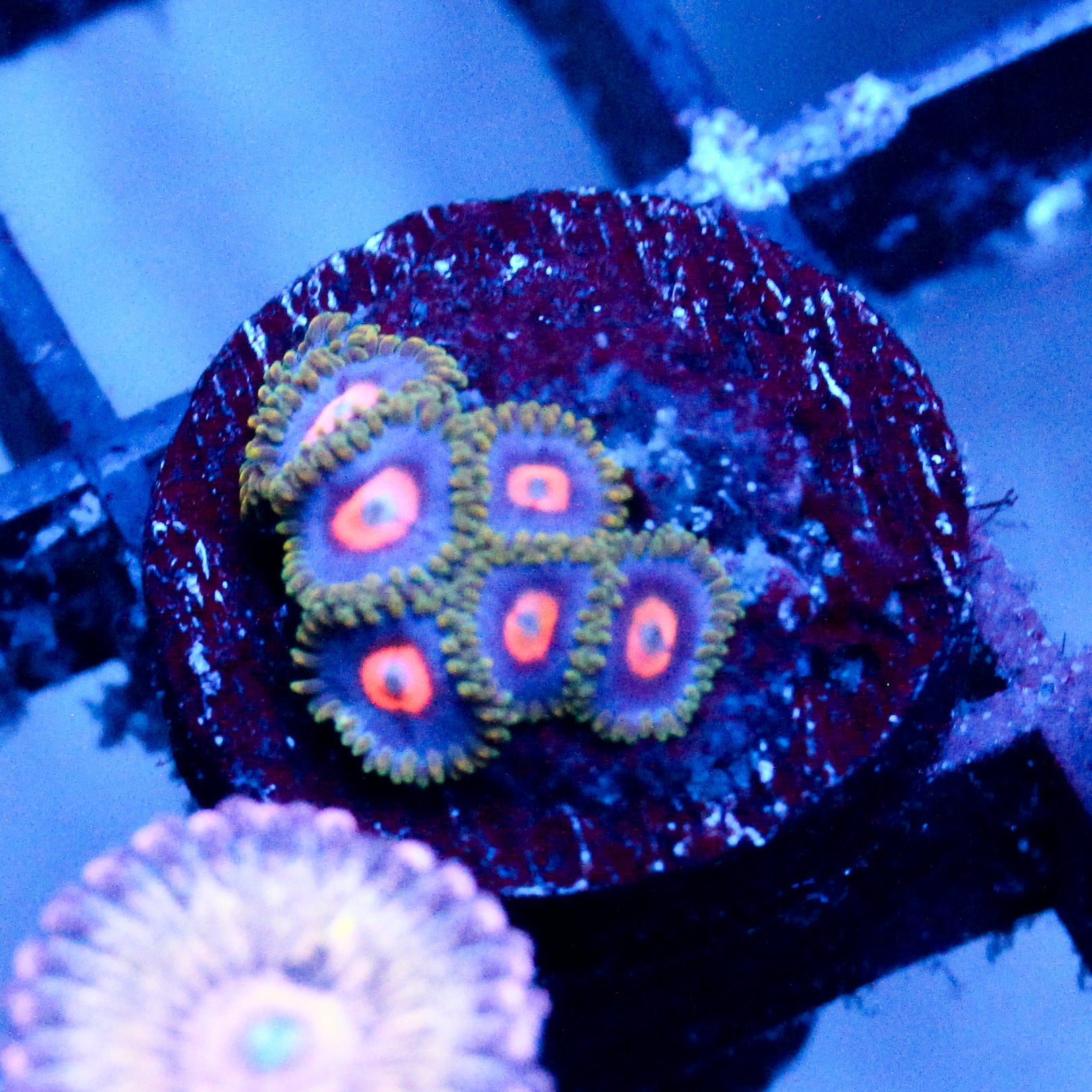 JC Gold Burn Zoanthid
