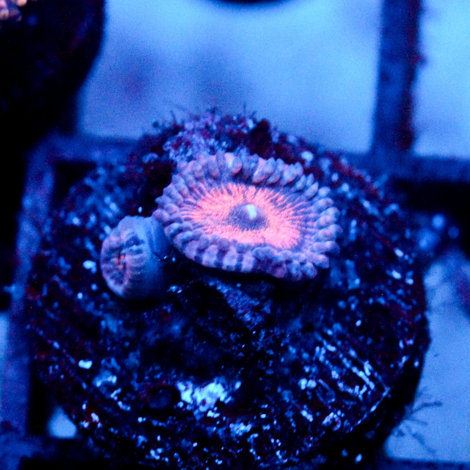 JC Amber Bliss Zoanthid