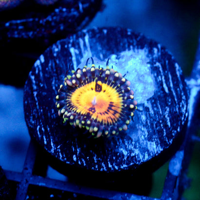 JC ButtMuncher Zoanthid (Limited Release 1/2)