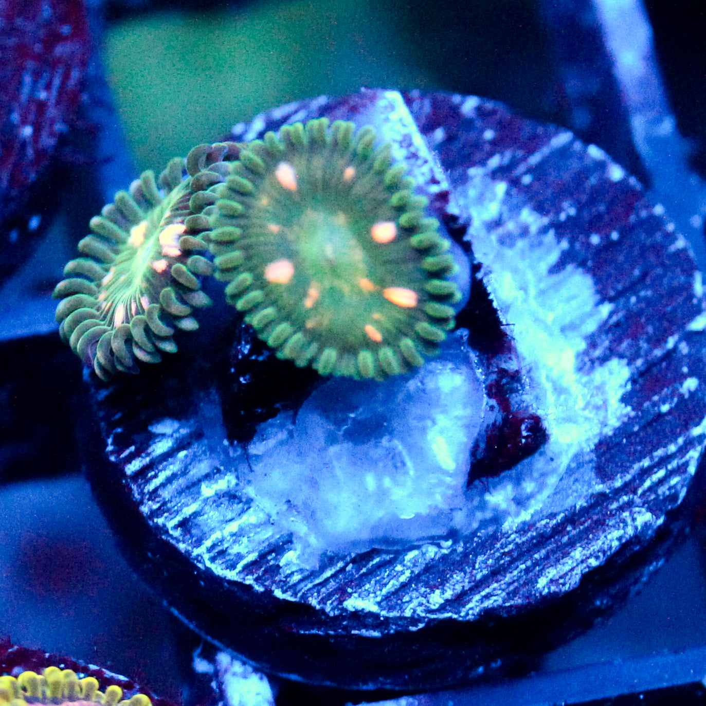 JC Starship Trooper Zoanthid