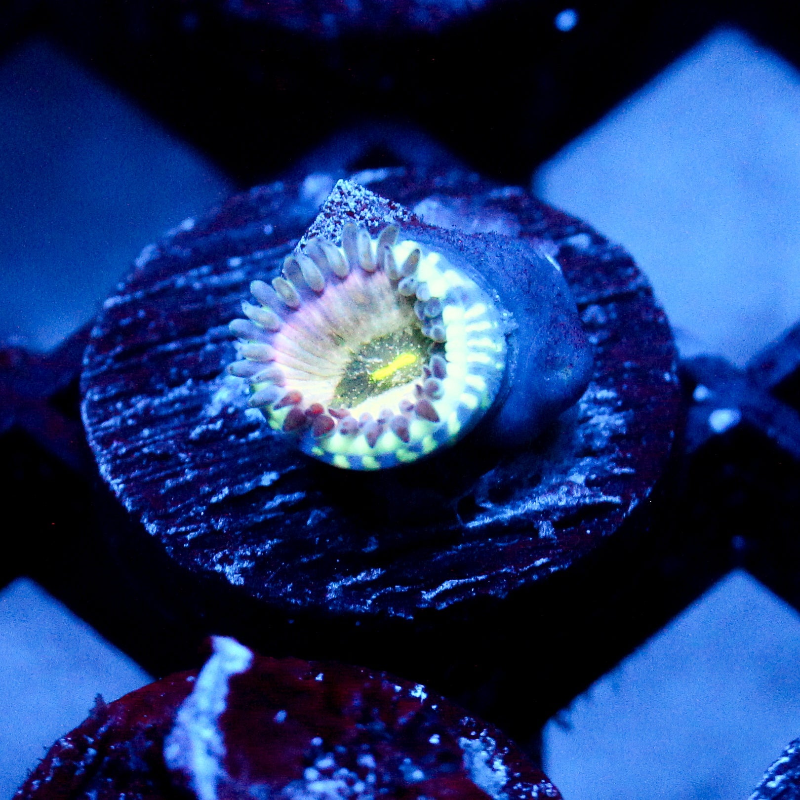 JC Hawaiian Blues Zoanthid